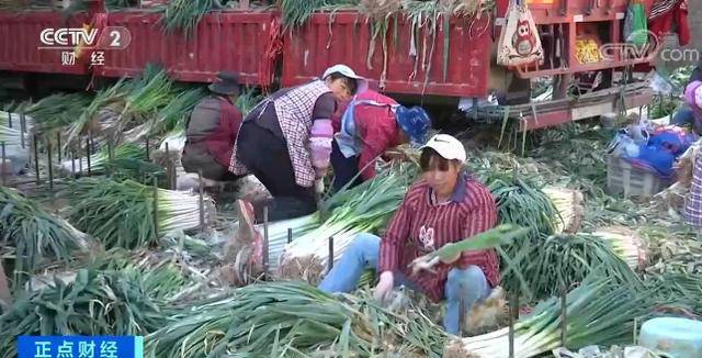 昆明市场大葱价格短短几天翻几倍 山东产大葱6.5元