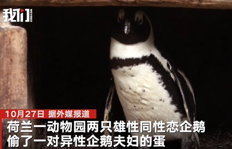 同性恋公企鹅时隔一年再偷蛋 轮流看守打算自己孵出来
