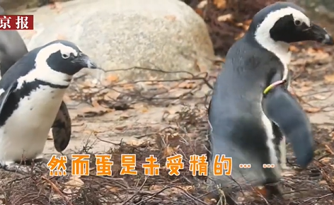 同性恋公企鹅时隔一年再偷蛋 轮流看守打算自己孵出来