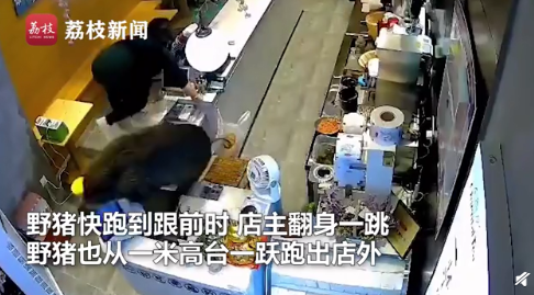 南京一头野猪窜进奶茶店 还能跃上一米高台 吓坏女店员