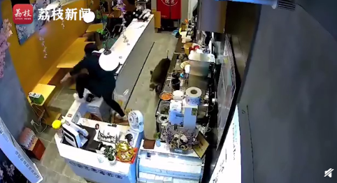 南京一头野猪窜进奶茶店 还能跃上一米高台 吓坏女店员