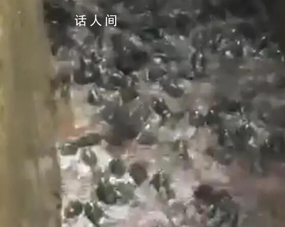 雨后养殖场牛蛙出逃村民狂捡 引发网友关注