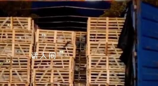 女孩一年举报几十个猫贩子窝点 拯救猫咪15车数以万计的生命得以存活