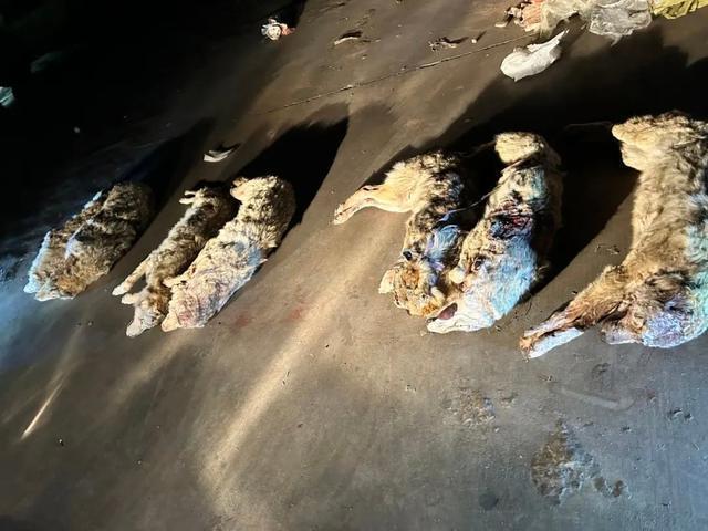 入境货车藏7具走私狼尸被海关查获