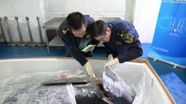 进博会金枪鱼王保鲜一次耗冰400公斤