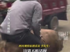 总算找到年猪没按住 男子骑猪狂飙几十米 村民笑翻天!(图）