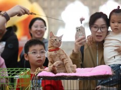 总是知道:猫死亡了还要每月被扣几百元 免费领养背后的“猫贷”陷阱!(图）