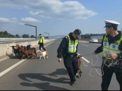 快讯:羊群误入高速交警变身牧羊人 紧急处置保平安!(图）