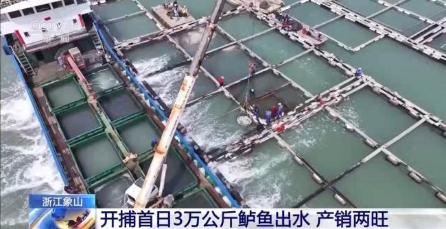 渔民迎来丰收季 鲈鱼大丰收