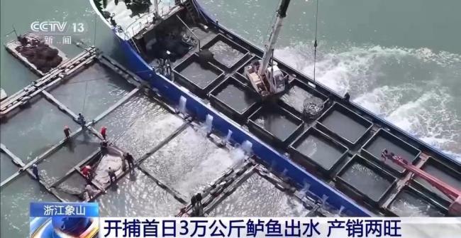 渔民迎来丰收季 鲈鱼大丰收