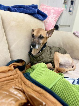 台湾艺人米可白拒绝安乐死爱犬 坚持陪伴到最后