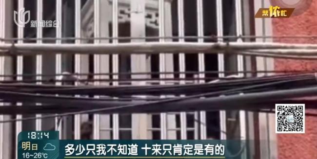 阿姨把房让猫居住邻居遭殃 异味扰民引纠纷