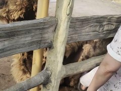 终于了解游客脚踹卧倒骆驼 园区回应 已加强巡查提醒