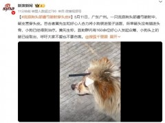 流浪狗头部遭弓箭射穿头皮 究竟咋梗？