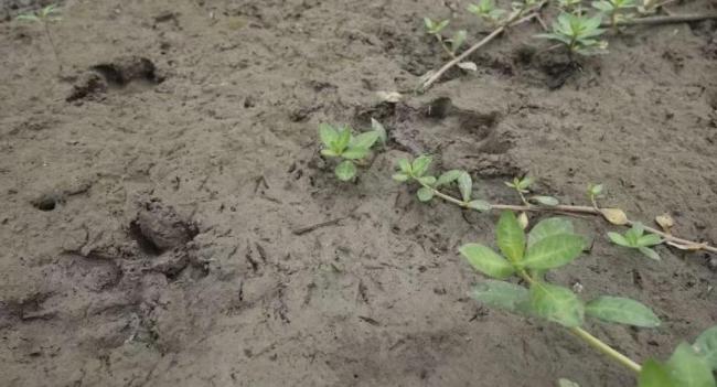 卡皮巴拉“豆包”越狱后现身 全国网友持续关注