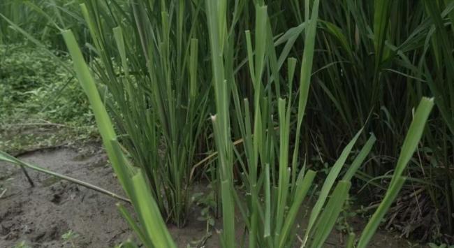 卡皮巴拉“豆包”越狱后现身 全国网友持续关注