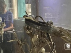 终于了解浙江一村养了上百万条蛇 蛇业兴村探秘