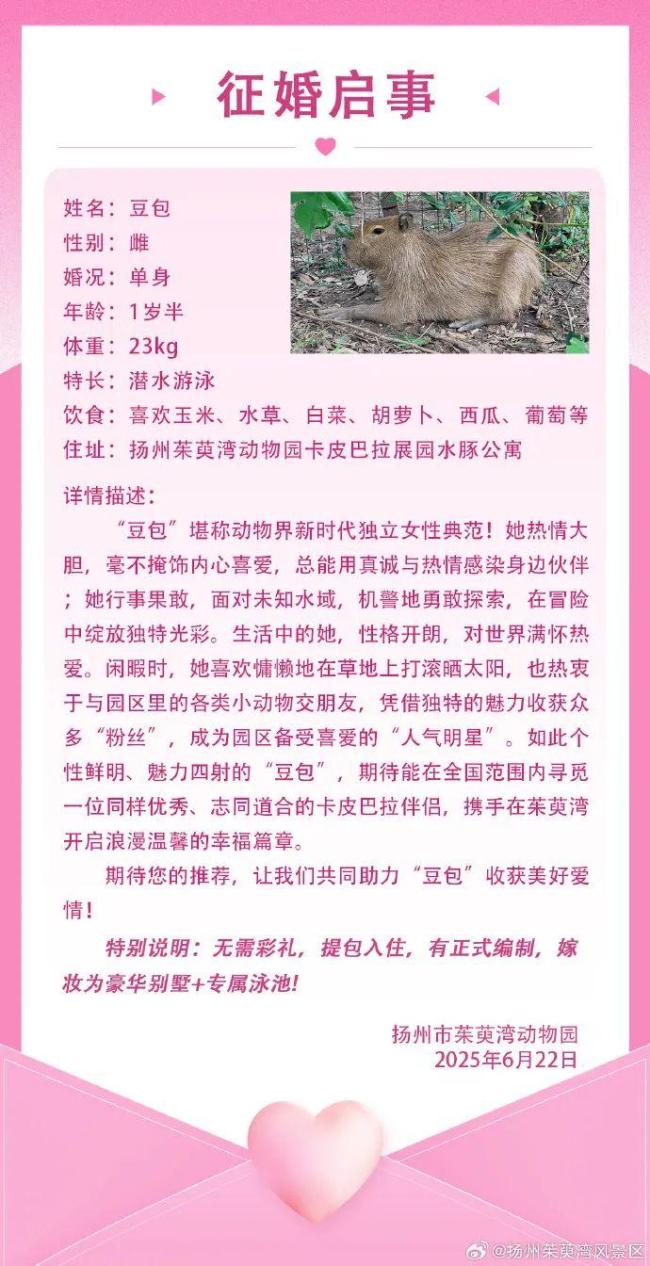 曾出逃的卡皮巴拉全国征婚