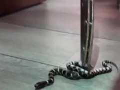终于了解宠物蛇窜出罐子逃跑 女子求助消防 惊险一幕引发关注