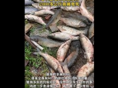 终于了解男子在高压线下钓鱼触电倒地被烧伤 80%烧伤危急