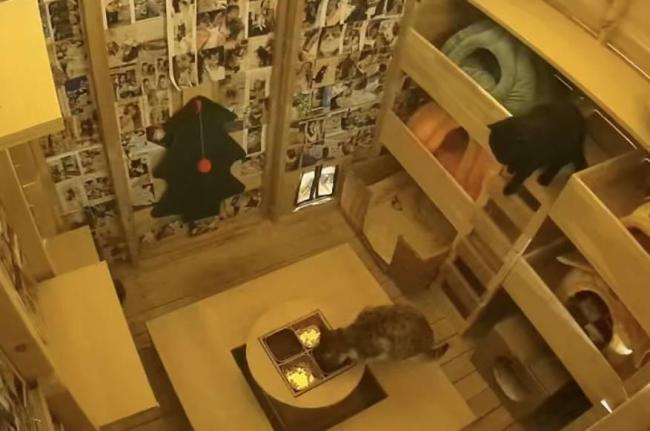 重庆一猫咪火锅店供流浪猫食宿走红 豆豆带来的温暖