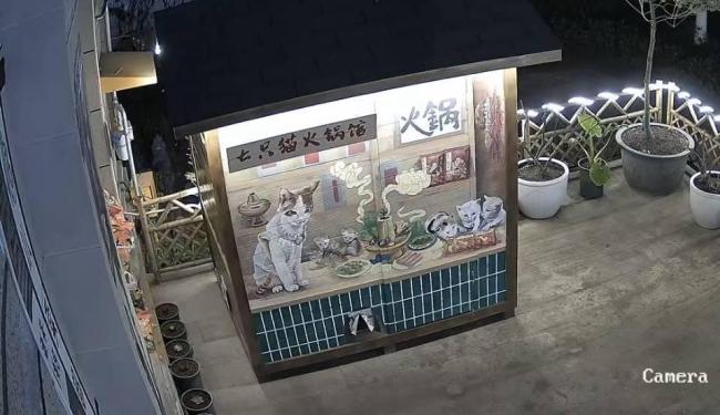重庆一猫咪火锅店供流浪猫食宿走红 豆豆带来的温暖