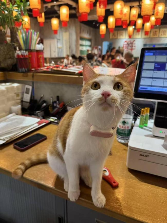 重庆一猫咪火锅店供流浪猫食宿走红