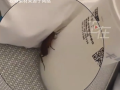 终于了解女子住亚朵酒店花洒漏水又遇蟑螂 酒店回应：可能是附着行李箱进入，后续会加强消杀