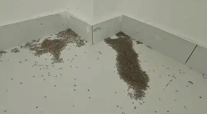 河南极端高温 蚊子都被热死了