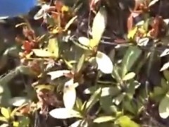 日本多地出现毒蜘蛛 究竟咋梗？