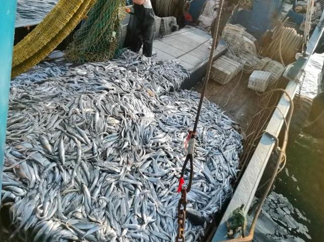 开海第一网捞8000斤 船长合不拢嘴