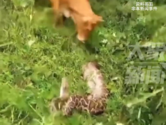 广东一20斤蟒蛇生吞牛犊 在短时间内便将牛犊吞噬！