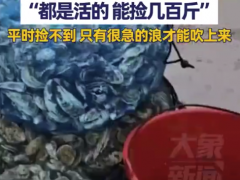 海滩退潮遍地生蚝 市民捡到手软 究竟咋梗？