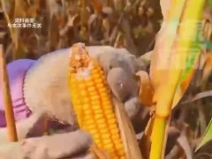 一家人掰2小时玉米后发现不是自家地 土地边界为何频频"失记"？
