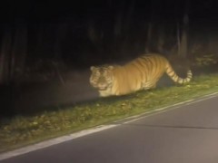男子夜遇野生东北虎 大喊“本地的”引对视 罕见对峙5秒