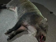 特斯拉撞死闯国道野猪 车主被判全责 操作不当引发争议