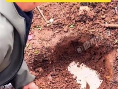 女子即将结婚 父母取出封存的女儿红 究竟咋梗？