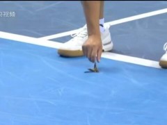 全运会网球赛场现蟑螂？竞委会发声明 实为飞蛾误入