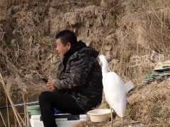 男子钓鱼偶遇“矜持”白鹭 究竟咋梗?