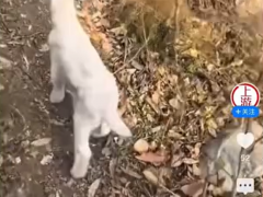 男子山上偶遇激萌羊羔,为何咩一声就能“拐走”小羊?安全信号触发寻母本能