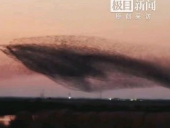 黄河口鸟浪把庄子逍遥游演活了 生态奇观照进现实（图）