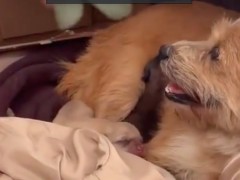 最温暖的“选修课”！流浪狗校园产崽学生当“后勤”（图）