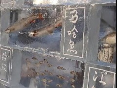 黑龙江景区现3米高“冰封鱼墙” 究竟真相是什么?