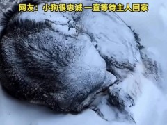 熟睡蒙古獒醒来后抖落霜雪迎接主人 零下几十度的忠诚守候（图）