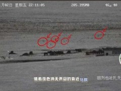 牧民称近两月已有6匹马被狼群咬死 监控拍下惊心一幕（图）