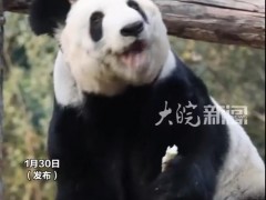 丫丫回国两年多已判若两熊 究竟咋梗？