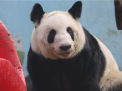熊猫丫丫回国两年妥妥幸福胖 究竟咋梗？