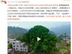 原来金丝楠木不是一种树 究竟咋梗？