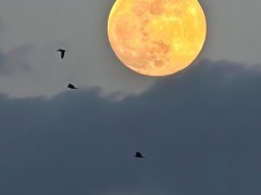 抬头看!北京此时圆月正当空 夜景美不胜收(图)
