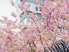 武汉樱花提前半个月开爆了 春花陆续绽放(图)